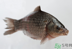 钓的鱼死了可以吃吗,钓的鱼死了还能吃吗