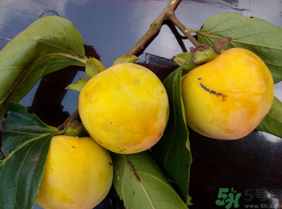 黄柿子怎么吃,黄柿子怎么吃不涩