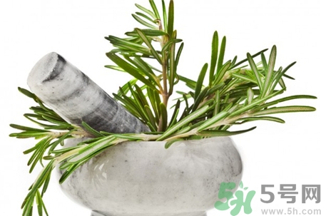 迷迭香的功效和作用,迷迭香功效和作用及食用方法