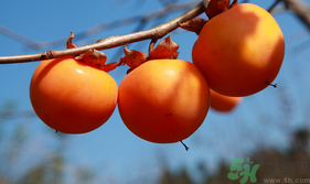 柿子熟了为什么还会涩,为什么柿子熟透了很涩