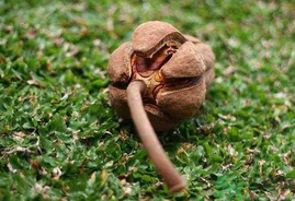 向天果怎么吃效果好,向天果怎么吃是正确的