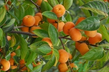 脆柿子一天吃几个合适,脆柿能吃多少 脆柿子一天吃几个合适,脆柿能吃多少