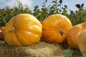 十月种什么蔬菜比较好,冬天吃什么蔬菜最好