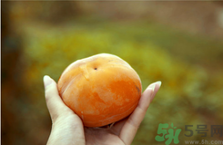 冻柿子和酸奶可以一起吃吗?,酸奶和冻柿子能一起吃吗