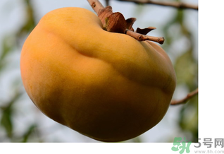 柿子吃多了有什么好处和坏处,吃柿子好处和坏处