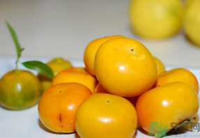 新鲜的柿子有什么营养,柿子有哪些营养价值 新鲜的柿子有什么营养,柿子有哪些营养价值