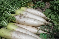 月子里胡萝卜可以吃吗,月子餐能吃白萝卜吗