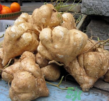 凉薯不能和什么同吃,凉薯和什么食物相克