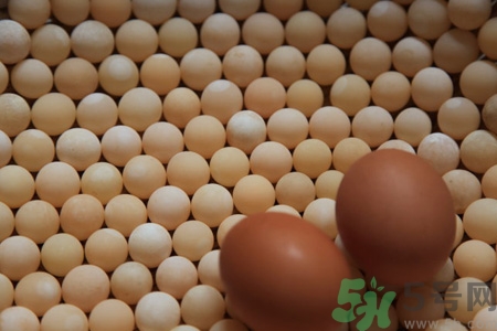 老人可以吃甲鱼蛋吗,老人能不能吃甲鱼