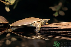 养殖甲鱼和野生甲鱼怎么区别,野生甲鱼和家养甲鱼有什么分别啊