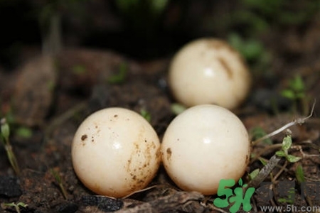 甲鱼蛋多少钱一斤市场价2021,甲鱼蛋多少钱一斤?甲鱼蛋价格