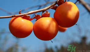 柿子吃多了有什么好处和坏处,吃柿子好处和坏处