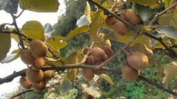 孕妇能吃野生猕猴桃吗,怀孕期可以吃猕猴桃吗