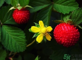 蛇莓能吃吗有毒吗,蛇莓能吃吗?