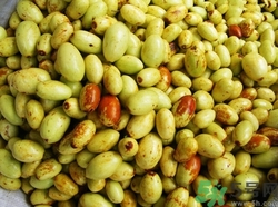 青枣吃多了会不会上火,青枣上火不 青枣吃多了会不会上火,青枣上火不