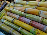 吃甘蔗能补羊水吗,羊水少吃甘蔗有用吗