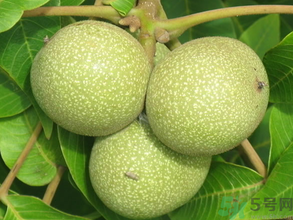 青皮核桃如何快速去皮,青皮核桃怎么处理 青皮核桃如何快速去皮,青皮核桃怎么处理