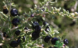 孕妇能吃黑枸杞么,黑枸杞孕妇可以吃黑枸杞吗 孕妇能吃黑枸杞么,黑枸杞孕妇可以吃黑枸杞吗