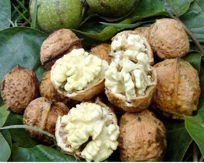 生核桃怎么保存才保持新鲜,烤核桃好还是生核桃好