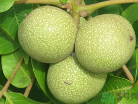 孕妇可以吃新鲜核桃吗?,孕妇可以吃新鲜核桃吗生的能吃不