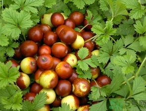 酸枣什么时候成熟 酸枣成熟季节,酸枣什么时候成熟?