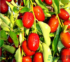 鲜枣可以煮粥吗,煮粥用干枣还是鲜枣