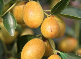 鲜枣蒸着吃好吗,鲜枣可以蒸着吃吗 鲜枣蒸着吃好吗,鲜枣可以蒸着吃吗