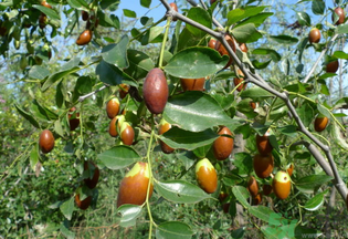 红枣怎么煮才好吃,鲜枣怎么煮好吃 红枣怎么煮才好吃,鲜枣怎么煮好吃