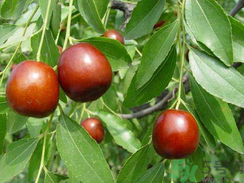 什么是发物,什么是发物食物