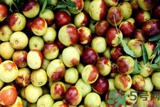 老人吃冬枣好吗,老人吃枣好不好