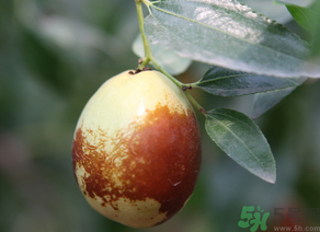 大枣是生吃好还是熟吃好,吃鲜枣的好处和功效