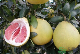 柚子的营养价值和作用,柚子有什么营养 柚子的营养价值和作用,柚子有什么营养