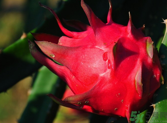 红心的水果有哪些?,红心火龙果的营养价值和功效