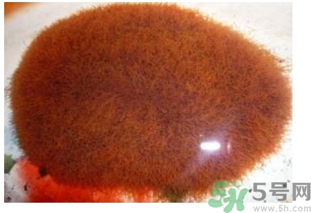 什么是红线虫,红线虫怎么出现的 什么是红线虫,红线虫怎么出现的