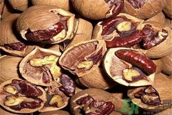 孕妇能吃山核桃么,孕妇吃核桃还是山核桃好