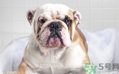 狗狗能不能吃山核桃,狗狗能吃山核桃仁吗?