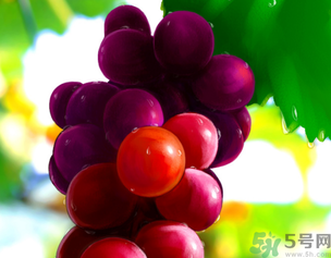 经常吃葡萄籽有什么好处,常吃葡萄籽有什么好处和坏处