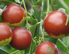 红枣的营养成分和价值,红枣营养成分含量表