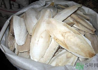 乌贼骨的作用和功效是什么,乌贼骨功效和作用点