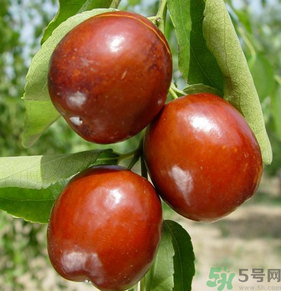 鲜红枣的保存方法,新鲜红枣如何长期保存方法 鲜红枣的保存方法,新鲜红枣如何长期保存方法