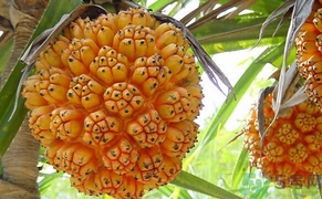 山菠萝治痔疮怎么吃,山菠萝怎么吃图解