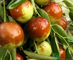 鲜枣的营养成分表,鲜枣的营养成分含量表