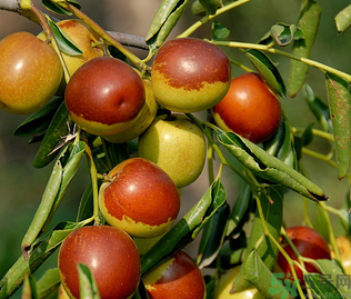 鲜枣怎么保存时间长,大枣保存方法