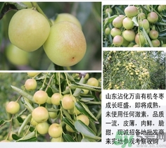 新鲜冬枣可以煮着吃吗,冬枣可以煮着吃吗?