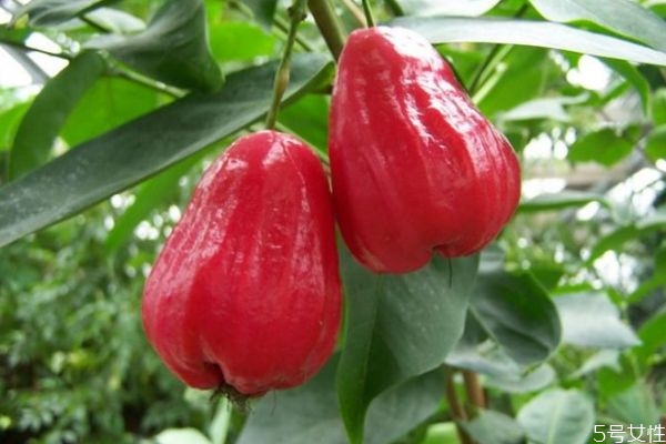 洋蒲桃和蒲桃的区别,洋蒲桃图片