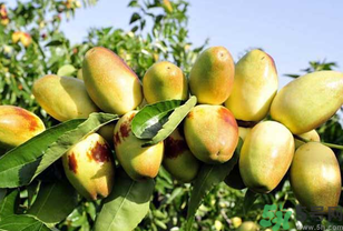 吃鲜枣会拉肚子吗,吃鲜枣拉肚子怎么回事