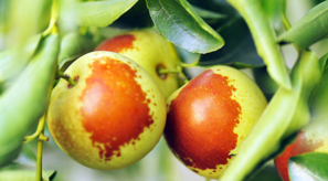 吃新鲜枣子会胖吗,吃新鲜枣子会长胖吗