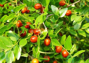 青枣的营养成分及功效,青枣子的营养价值及功效