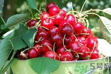 药流期间可以吃樱桃吗,流产后可以吃樱桃不 药流期间可以吃樱桃吗,流产后可以吃樱桃不