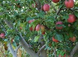 什么样的苹果最好吃,新疆红肉苹果好吃吗